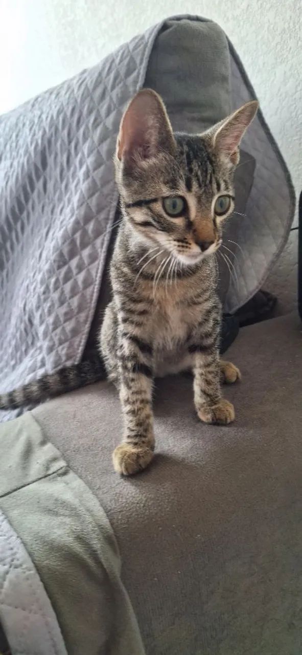 Gato para adoção  - Foto 5