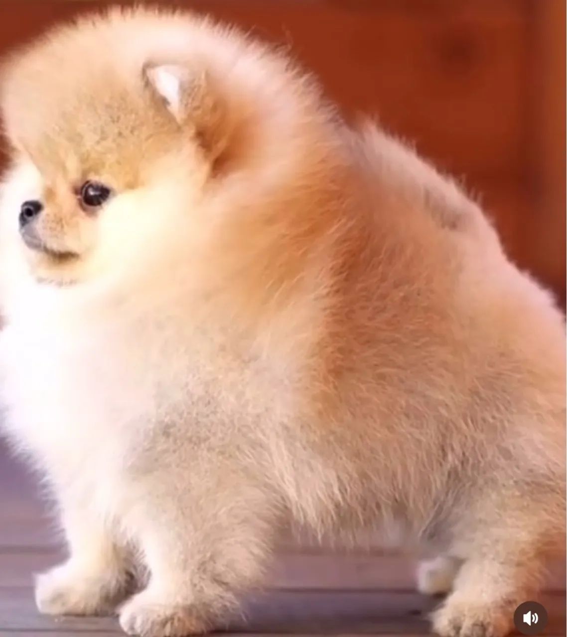 Lulu da Pomerania / O maior canil do Brasil / Spitz Alemão / Melhor Linhagem 