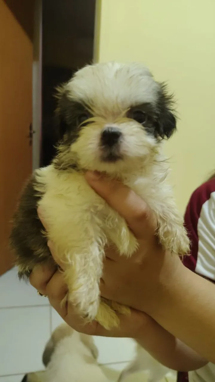 Filhote Shih Tzu - R$550 é o menor preço não insista