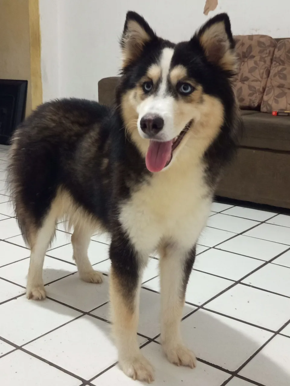 Husky Siberiano fêmea, procurando namorado
