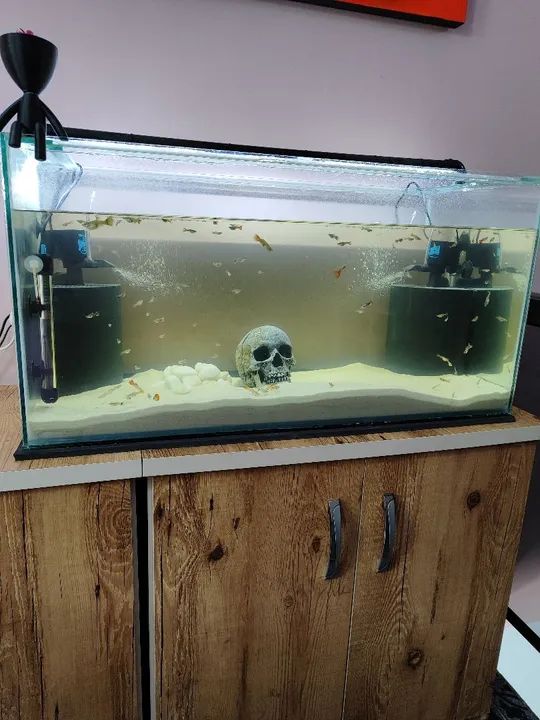 Aquário completo  - Foto 4