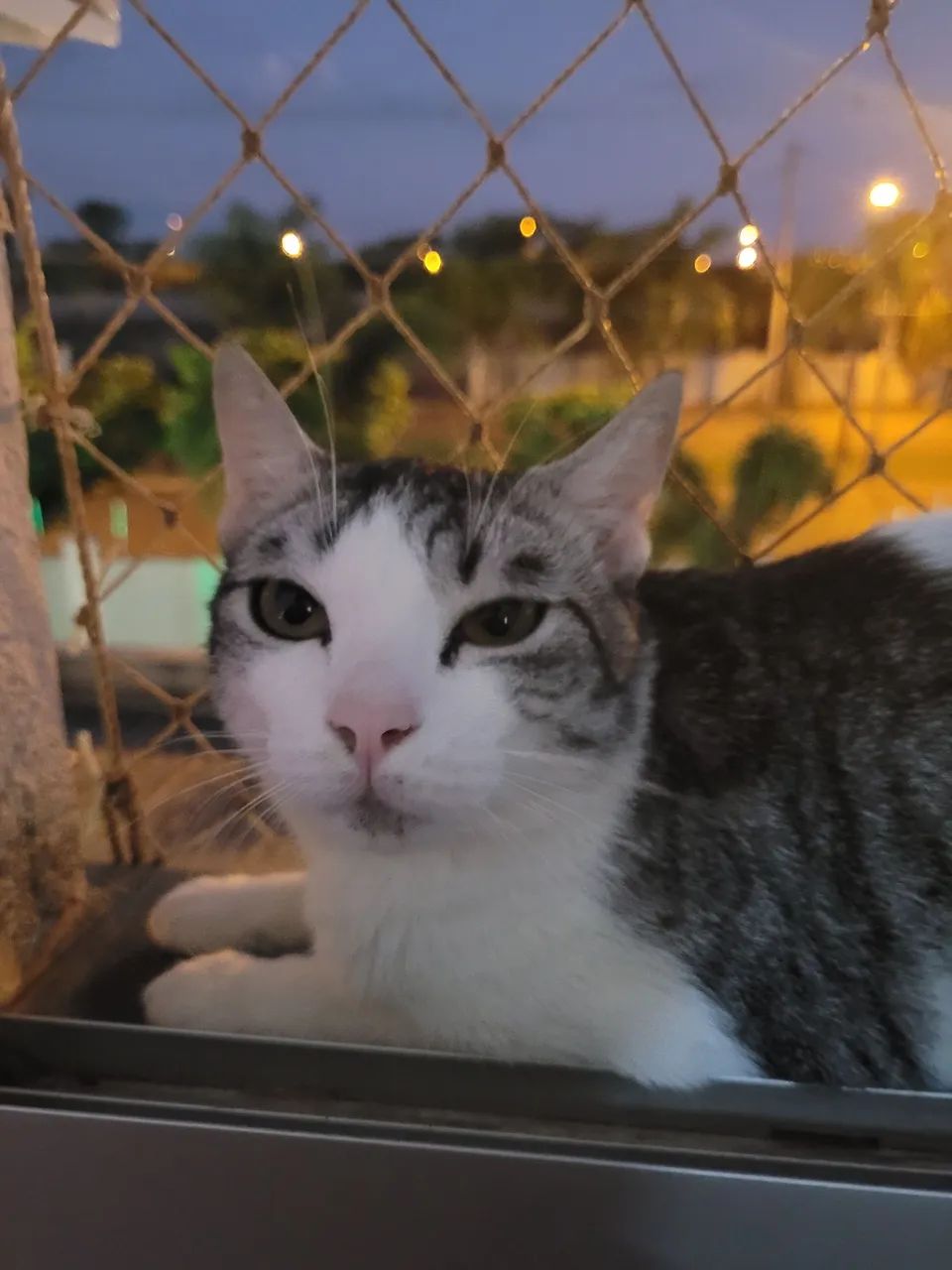 Gatos para adoção responsável  - Foto 2