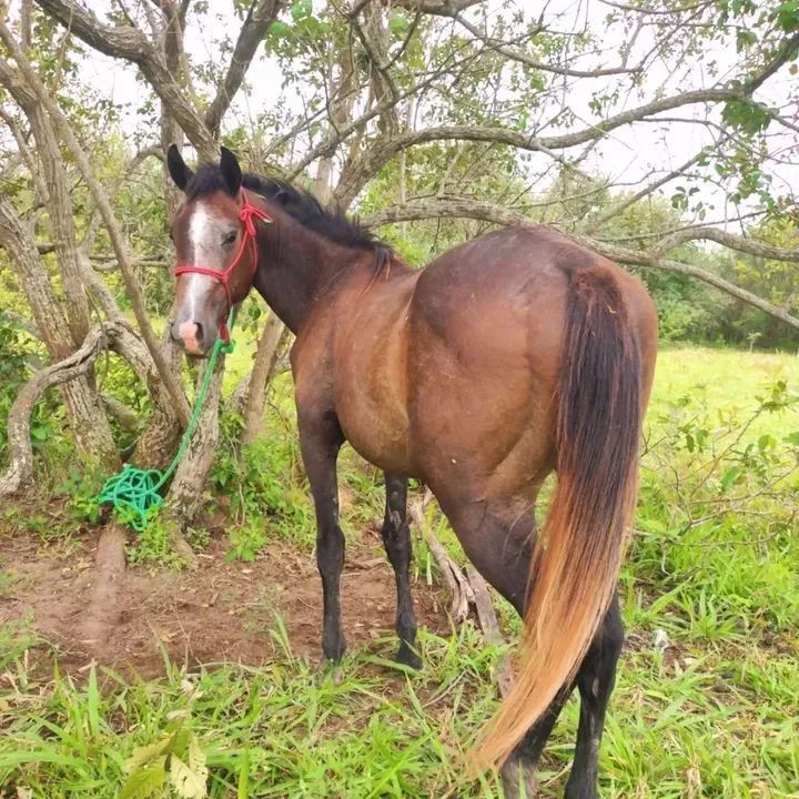 Potro quarto de milha puro - Foto 2