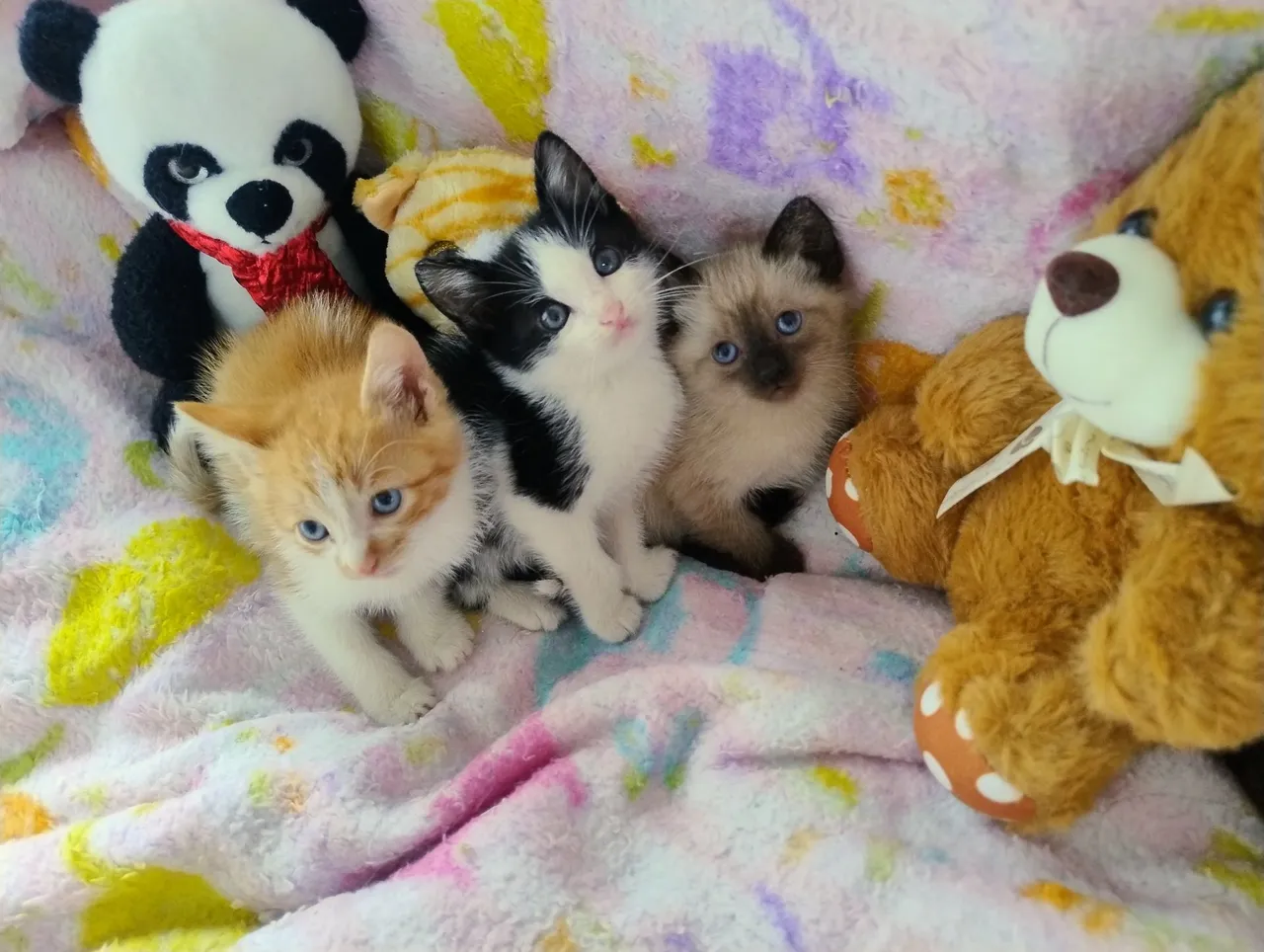 Gatinhos fofinhos para Adoção Responsável!