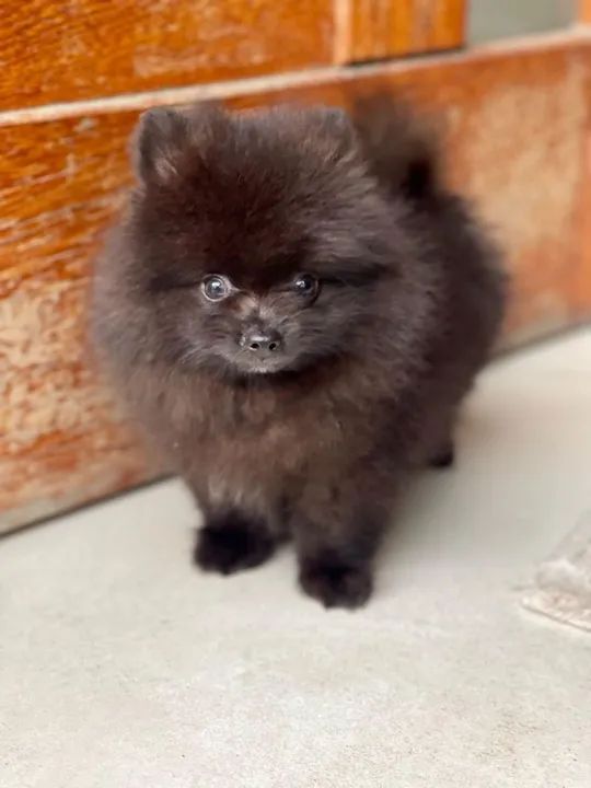 Lindos machinho de Spitz alemão com pedigree e microchip  - Foto 3