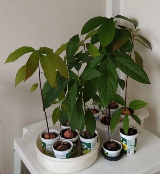 Muda de abacate. - Foto 2