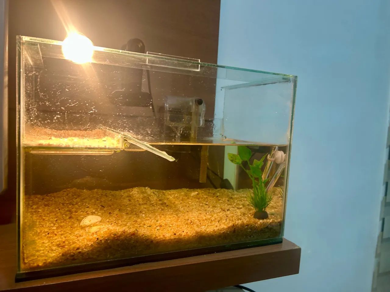 AQUATERRÁRIO PARA TARTARUGA COMPLETO - Foto 2