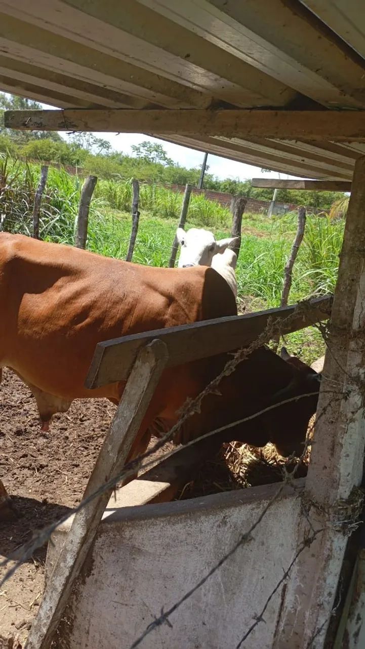Boi pra Cria em engorda  - Foto 5