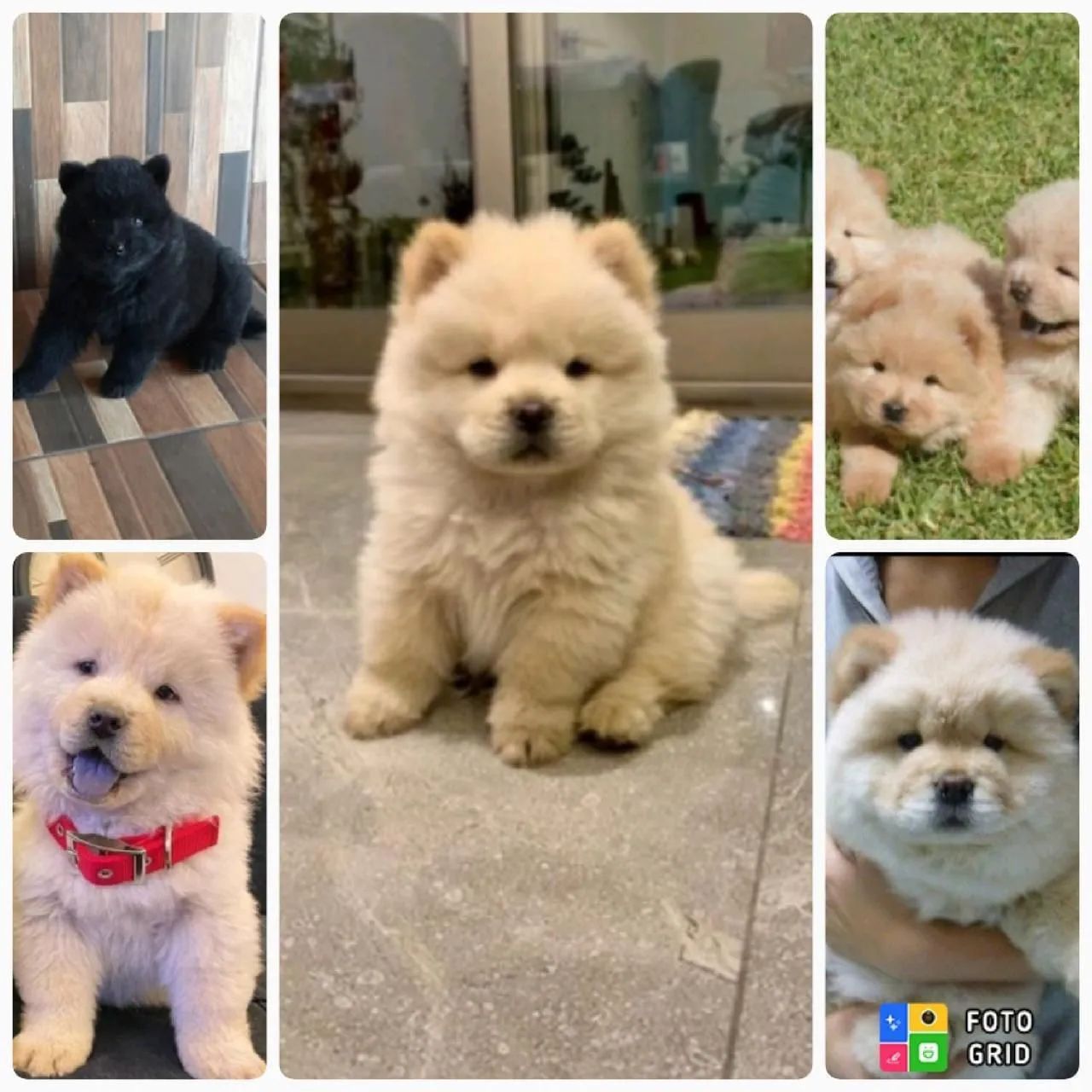 Filhotes Chow-Chow 