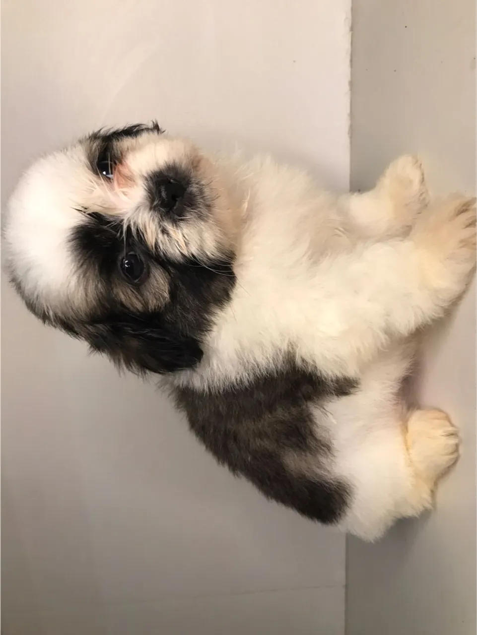 última MACHO shih-tzu disponível p pronta entrega!