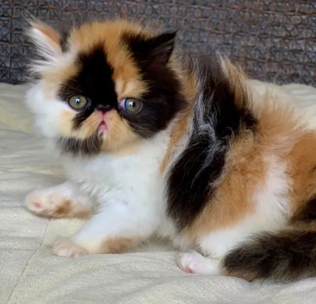Show De Gata Persa filhote Feméa tricolor pelo longo extremadissima,C/55 Dias Super Linda. - Foto 5