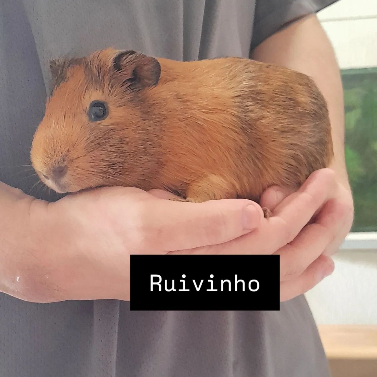 4 porquinhos da india mãe com 3 filhotes e o pai - Foto 2