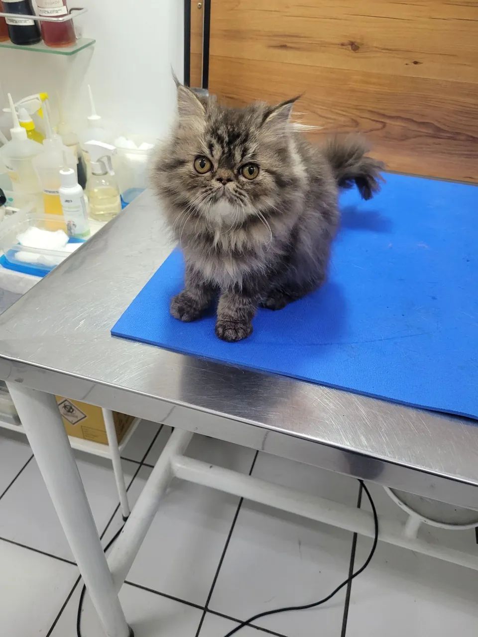 Persa femea filhote tigrada - Foto 2