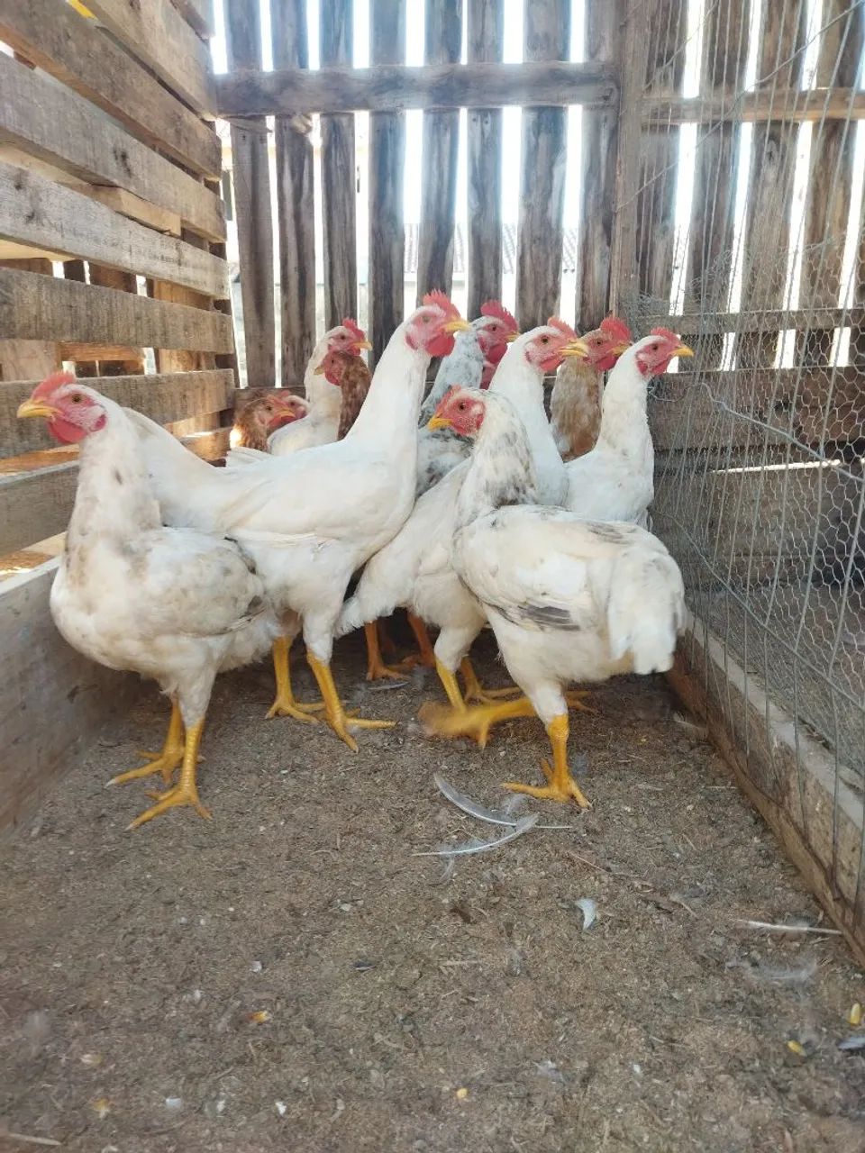 14 frangos de corte - Foto 2