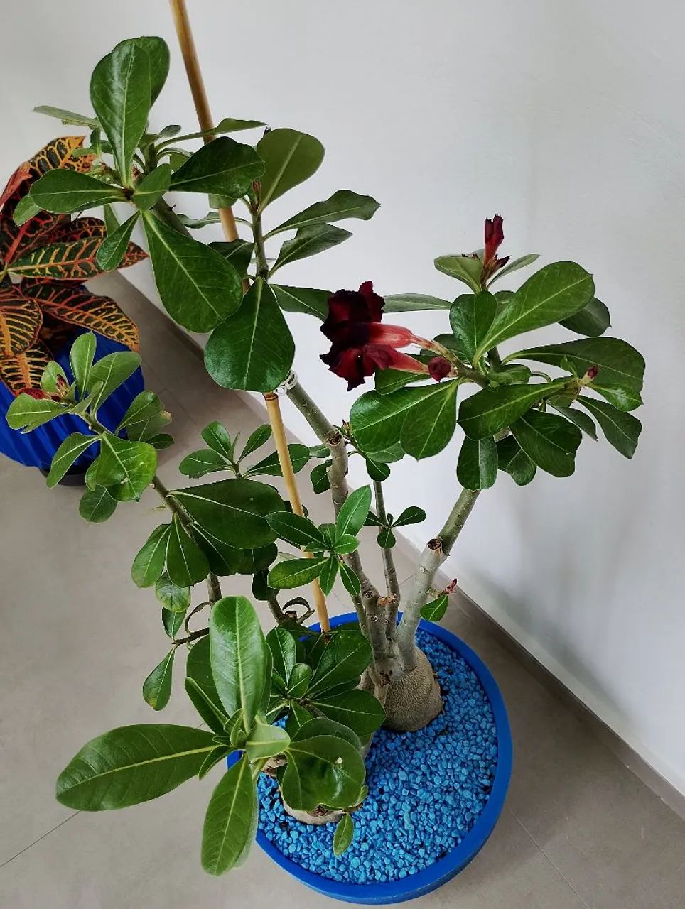 ROSA DO DESERTO  - Foto 3