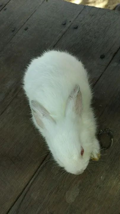 Raça Nova Zelândia  - Foto 2