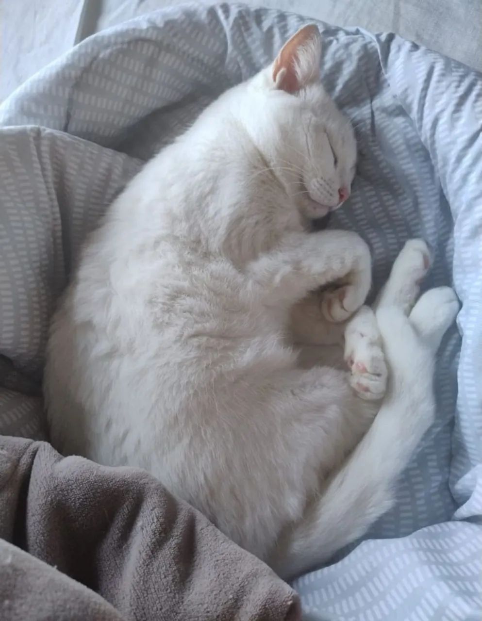 Gatos castrados para  doação!