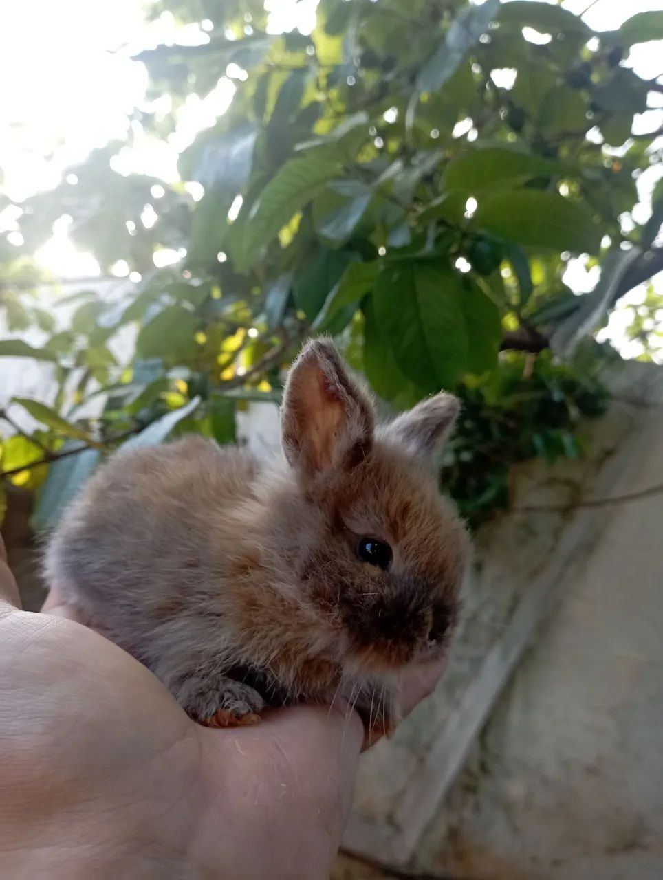 Coelhos64639700474881120