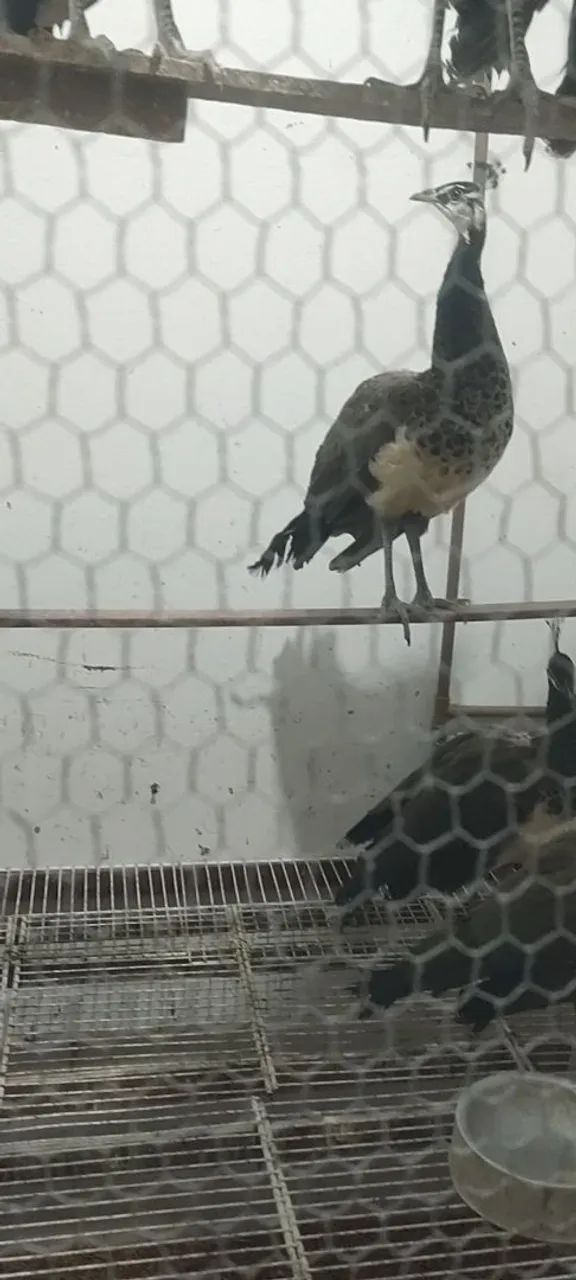 Ornamentais  - Foto 4