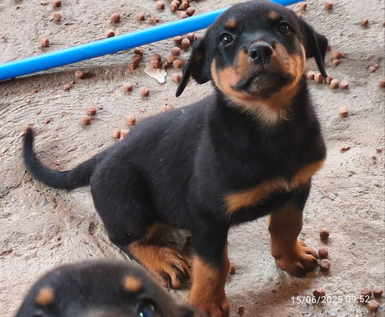 Filhote de Rottweiler disponível R$ 900