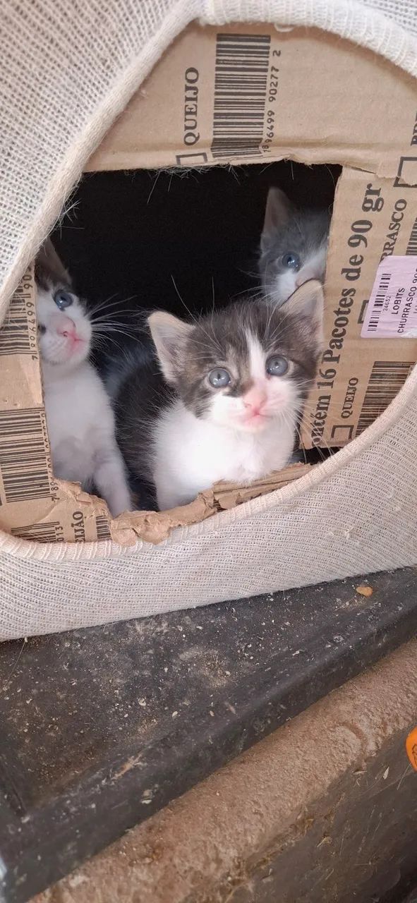 Doa-se gatinhos  machos  - Foto 3
