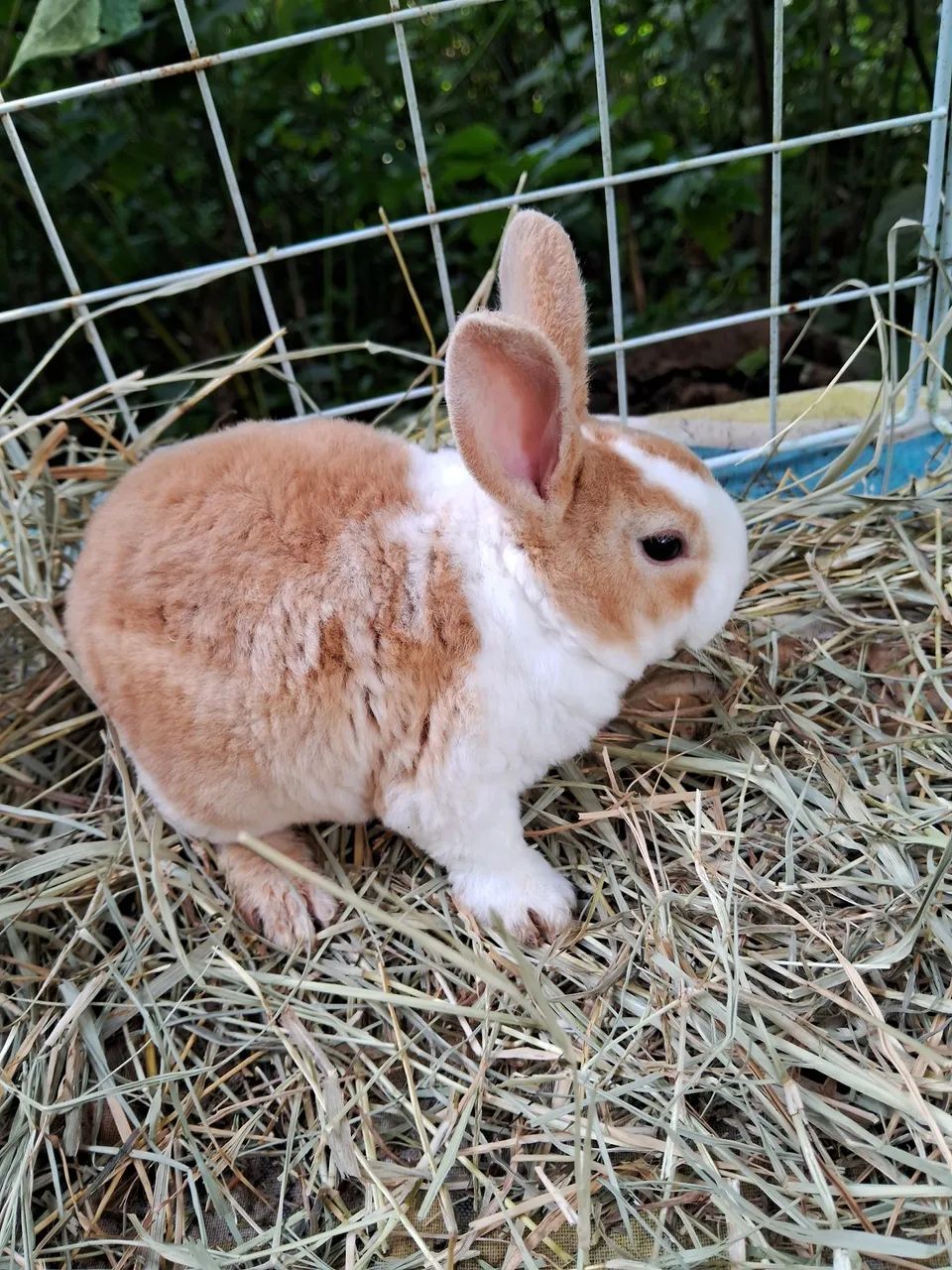 A3M-Coelho Mini Rex, arlequim camurça-PROMOÇÃO- ( leia a descrição do anúncio  - Foto 5