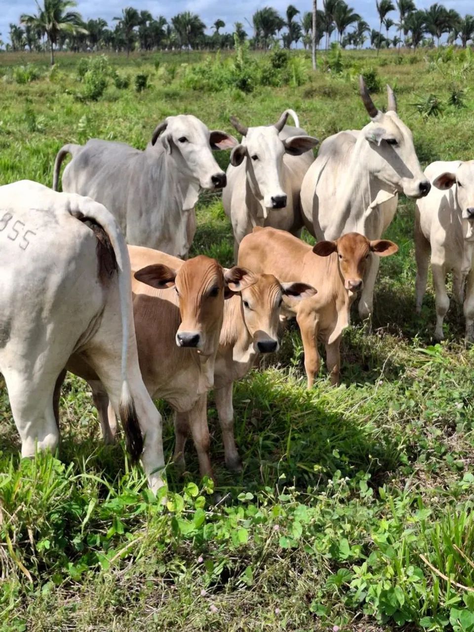 Fazenda Santa Rita MA  - Foto 3