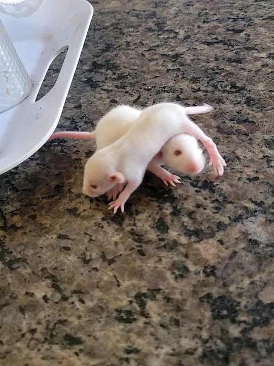 Rato twister filhotes