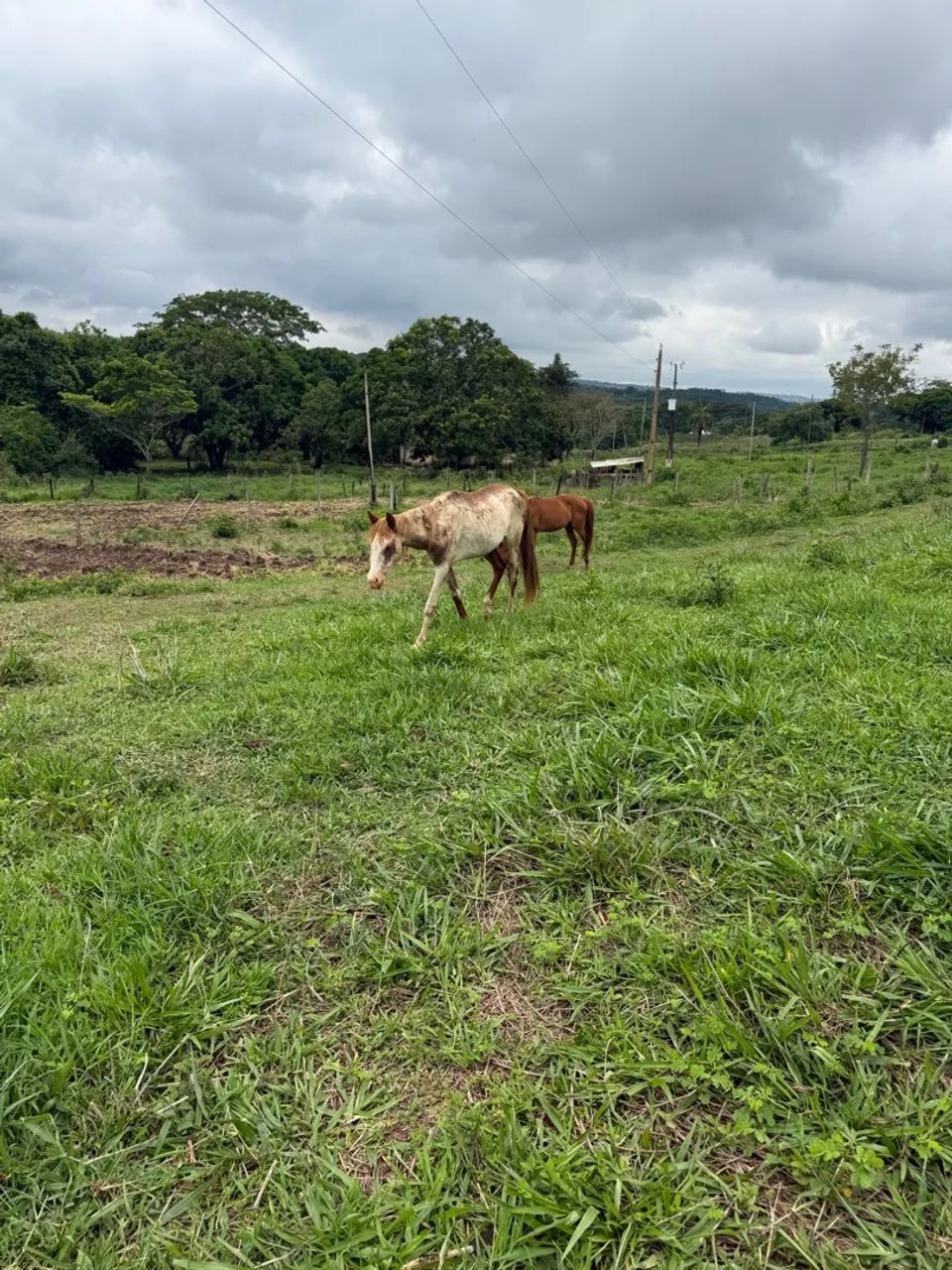  2 ÉGUAS E 1 CAVALO - Foto 5