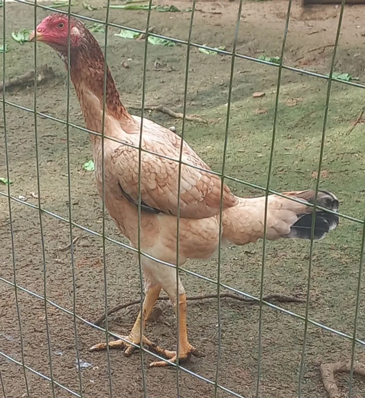 Frangas Mura
