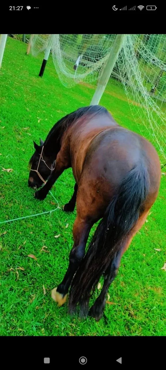 Cavalo criolo marchador maravilhoso  - Foto 4