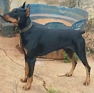 Doberman macho - Foto 3