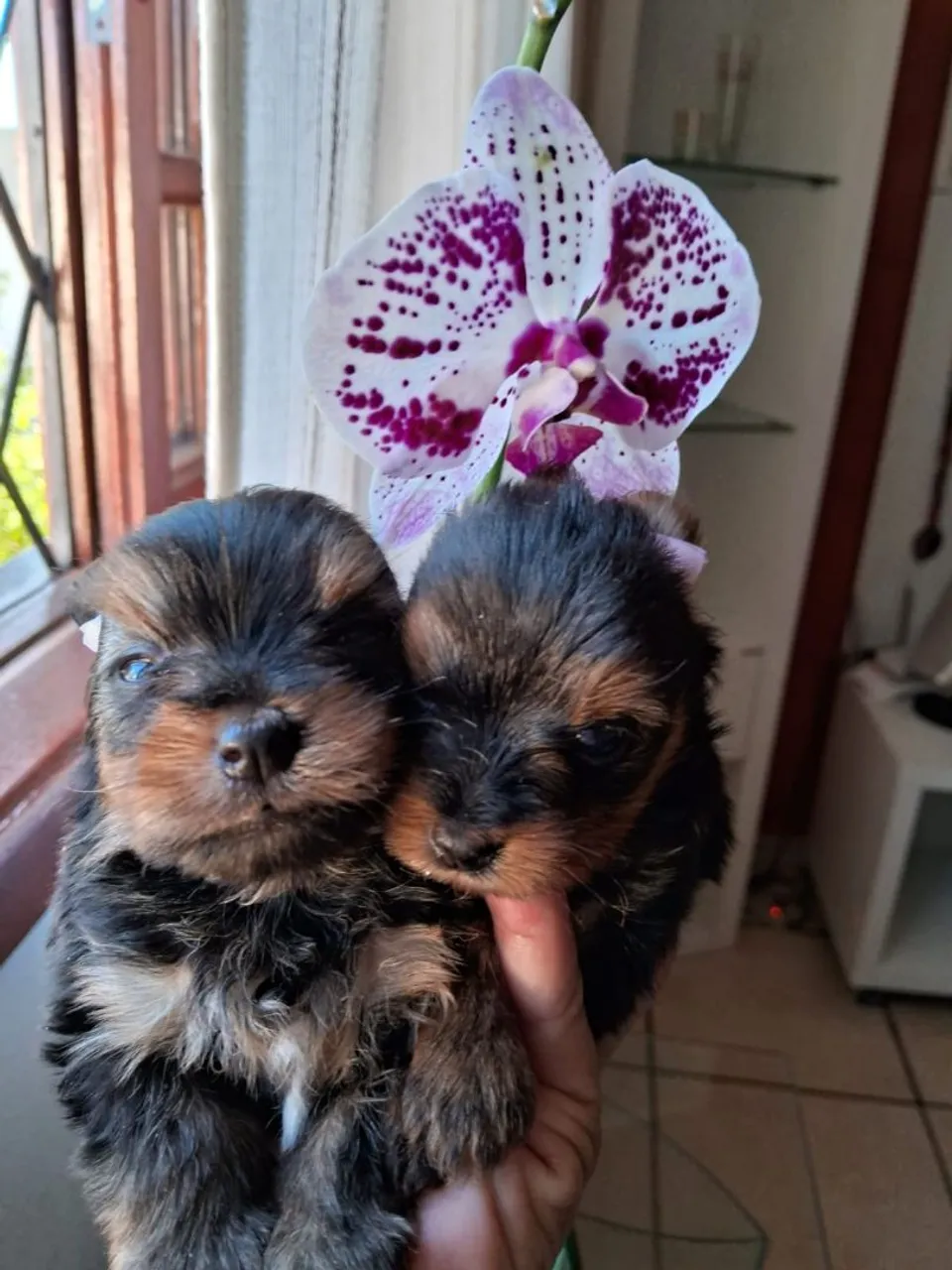 Filhotes de Yorkshire Terrier