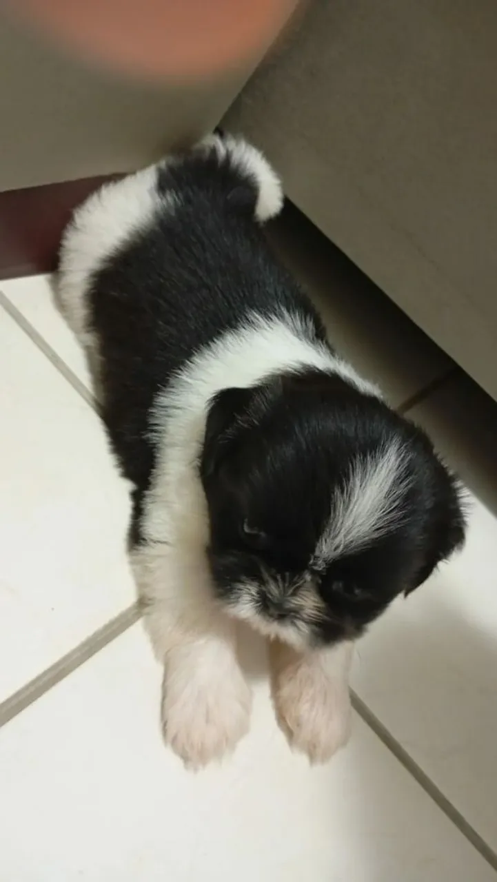 Vendo Shitzu macho um mês e alguns dias