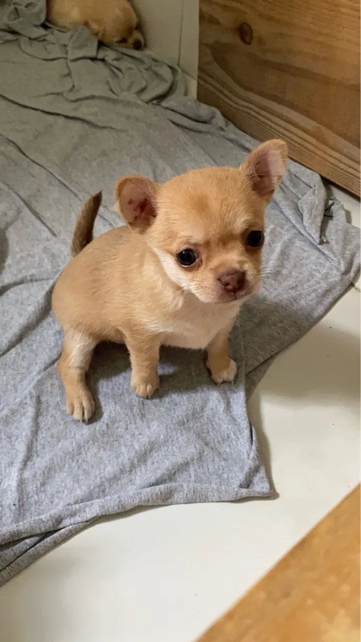 Filhote de Chihuahua