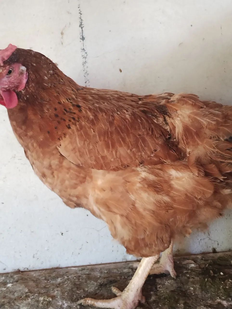 GSB ( Galinha sertaneja Balão) - Foto 5