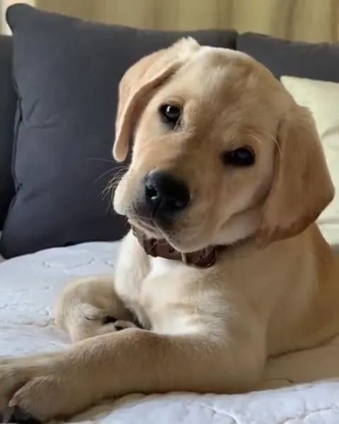 Filhote de Labrador Amigável e Charmoso