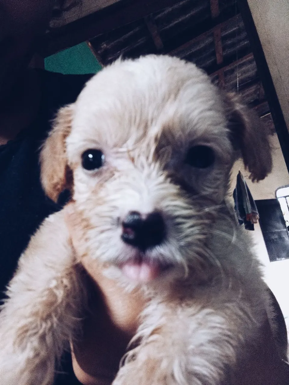 Filhote de poodle
