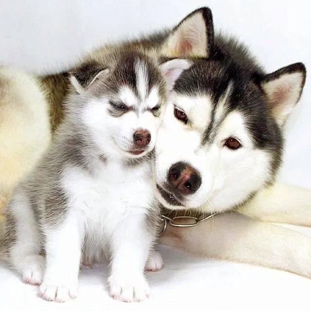 Husky Siberiano pacotinho de amor esperando por você 