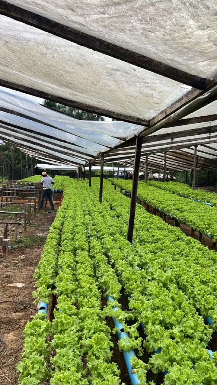  Chácara a venda  - Foto 5