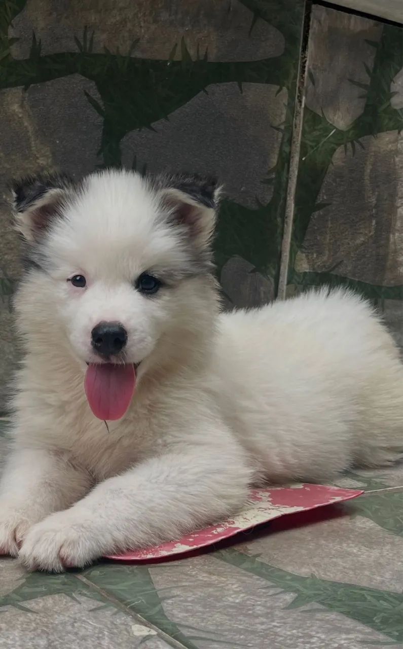 Husky siberiano wooly - Foto 2