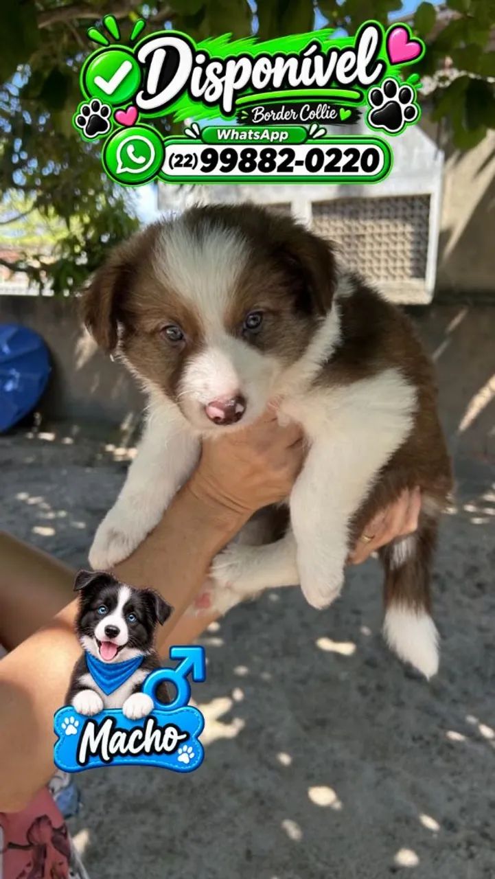 Filhotes de Border Collie - Foto 2