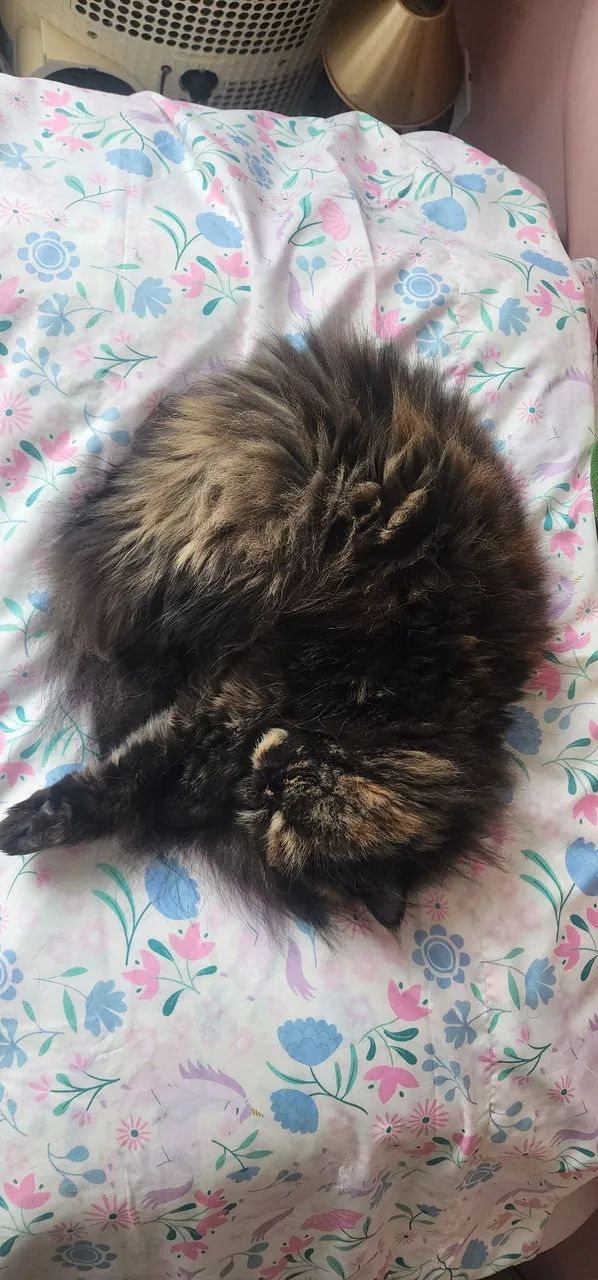 Gata Persa  - Foto 2