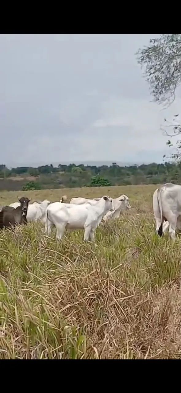 Novilhas e  bezerro Guzera 