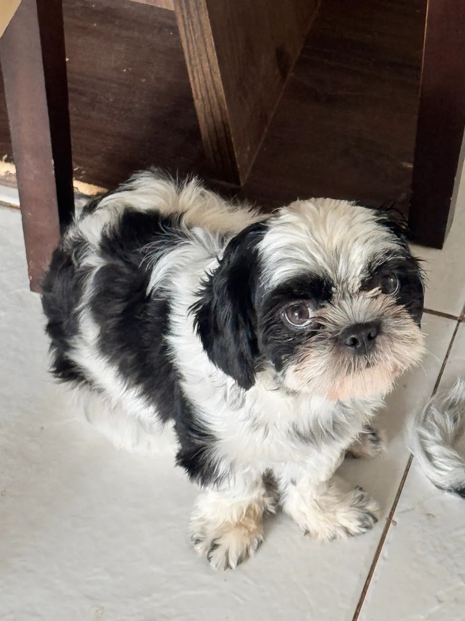 SHIH TZU - Foto 4