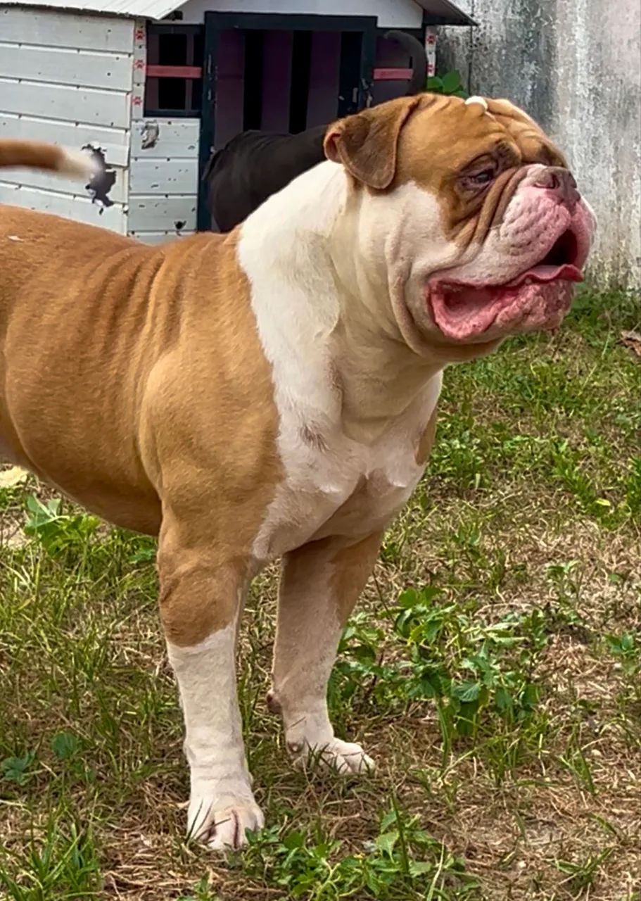 Olde Engles Bulldog  - Foto 3