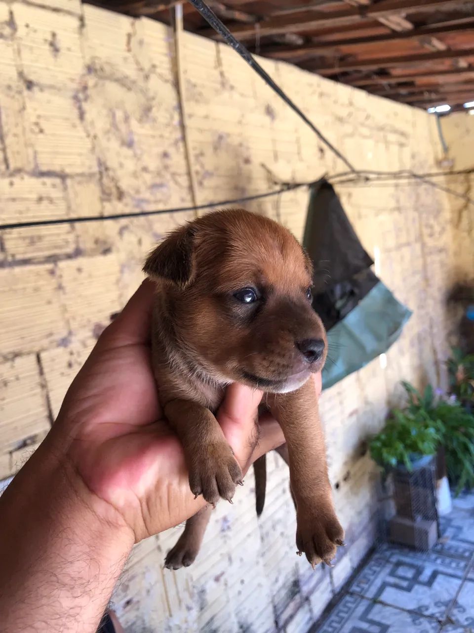 Pinscher Puro N:2 - Foto 3