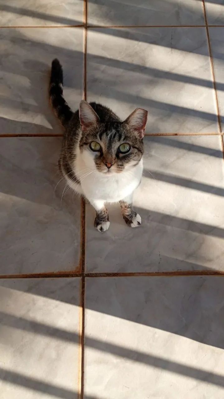 Gata fêmea castrada 