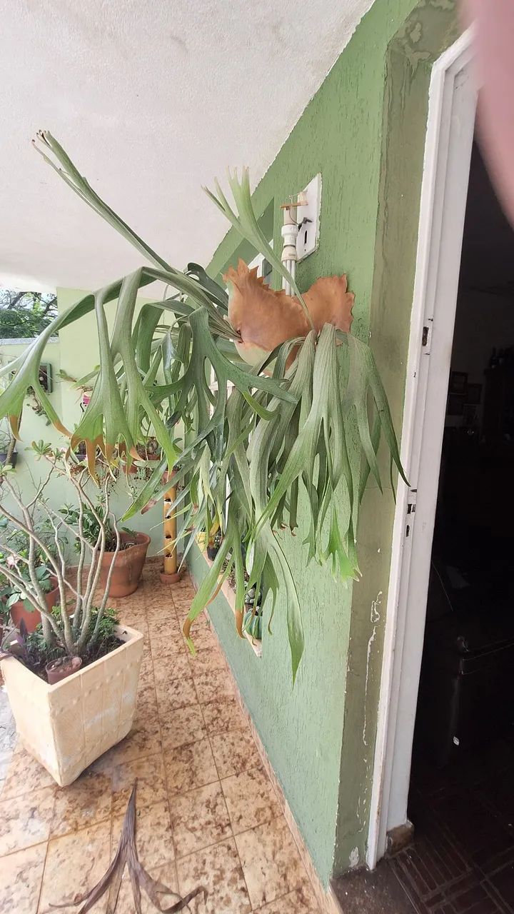  Planta Chifre de veado - Foto 2