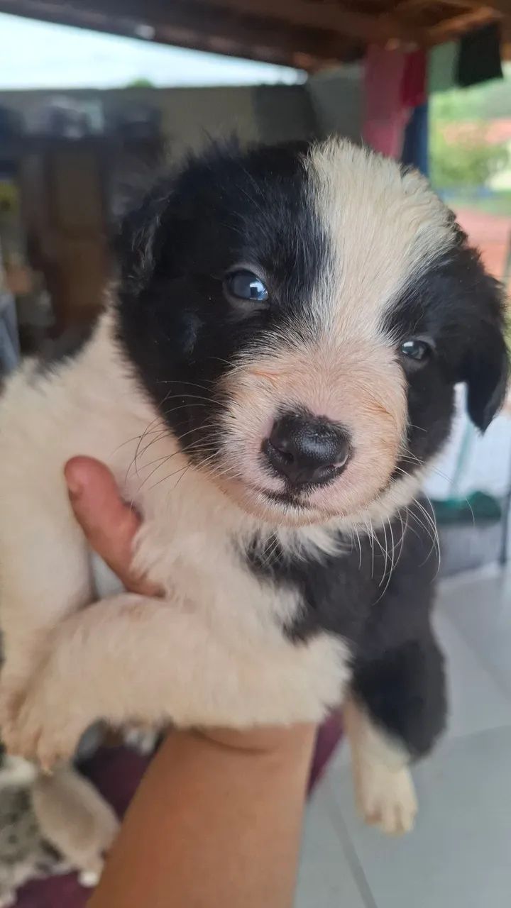 Macho preto e branco - Foto 3